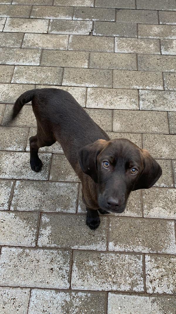 TIM E TITO CUCCIOLI Foto 4